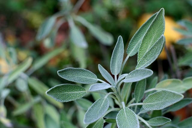 fresh herb sage