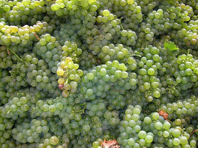 meatless monday wine pairing