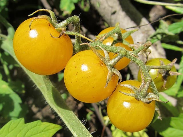 tomatoes