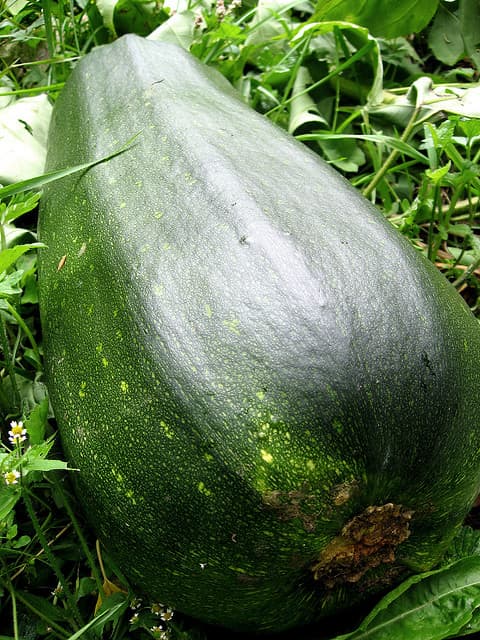 zucchini
