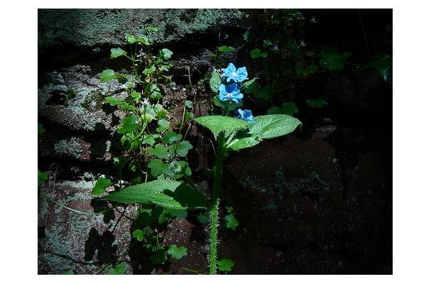 Alkanet Root