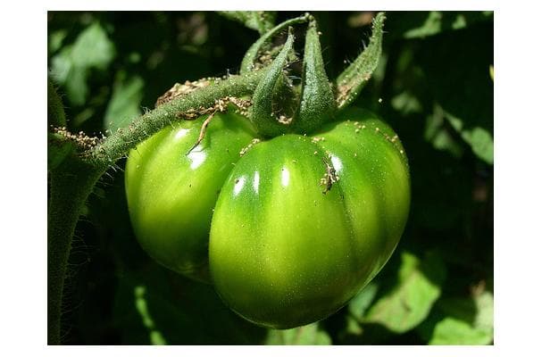 Green Tomato