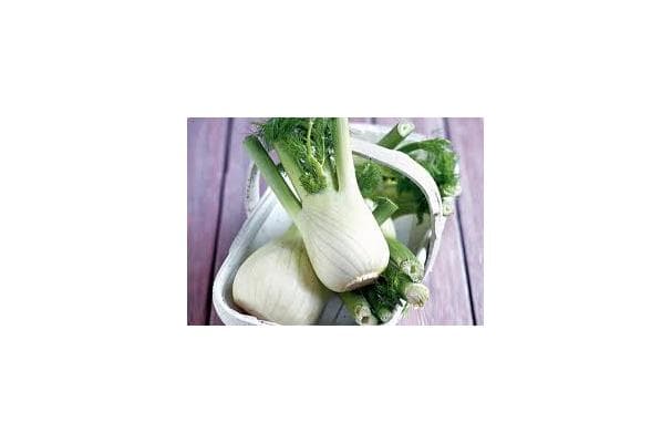 Fennel Bulb