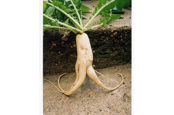 Food image for Daikon Radish