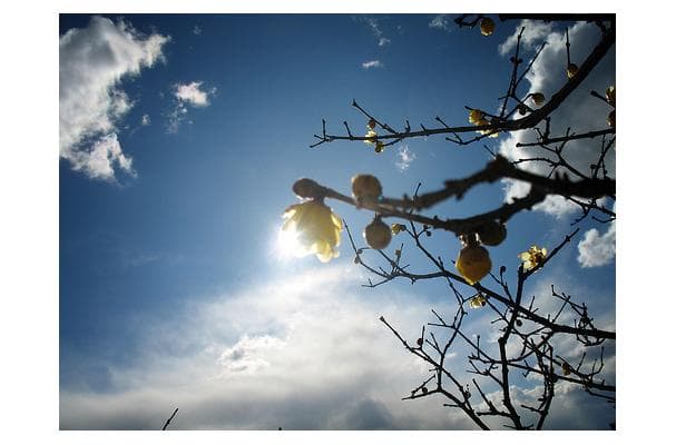 Food image for Yellow Plum