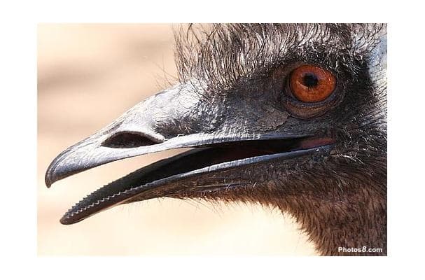 Emu