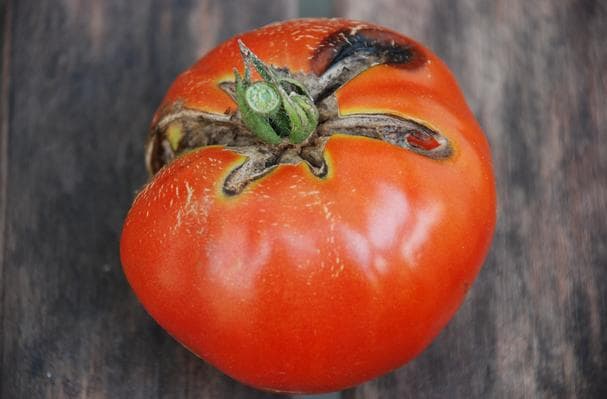 Trophy Tomato