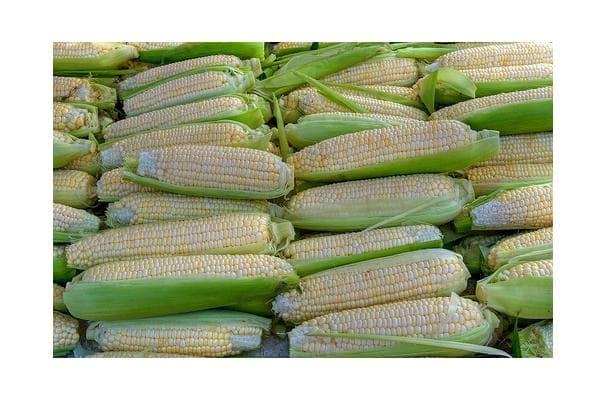 White Corn