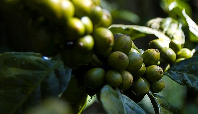 Want Your Coffee Fresh? Try a CSA