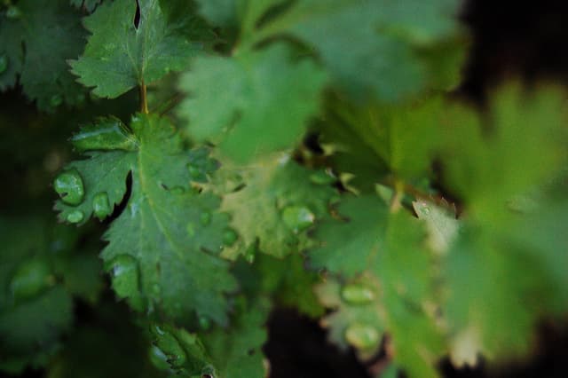 Massive Cilantro Recall Announced