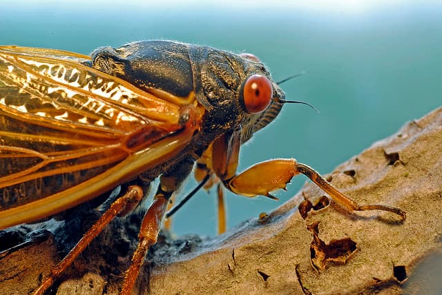 Cicada