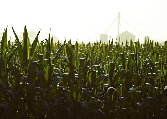 Americans Eat 42 Pounds of Corn Syrup Annually