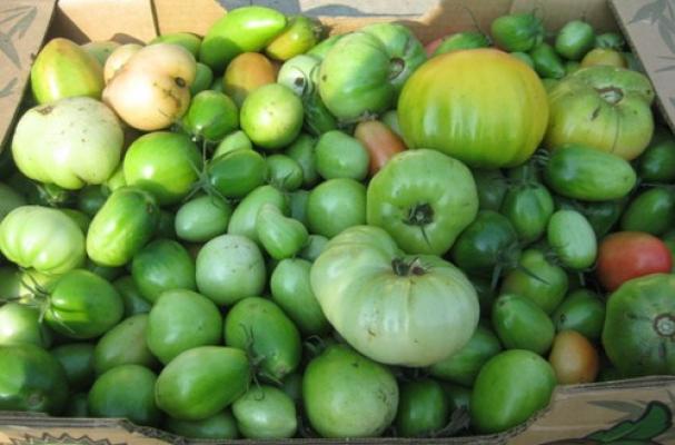 Green Tomatoes in The Garden