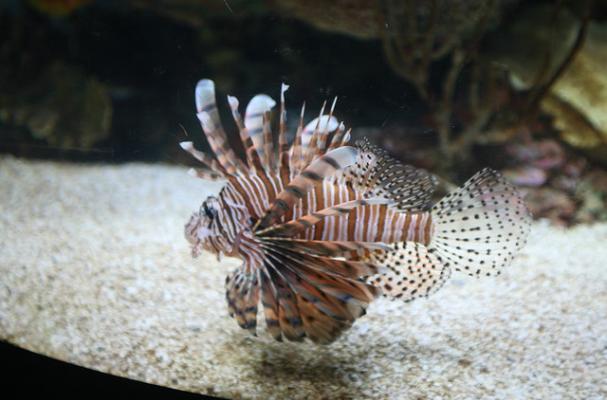 lionfish