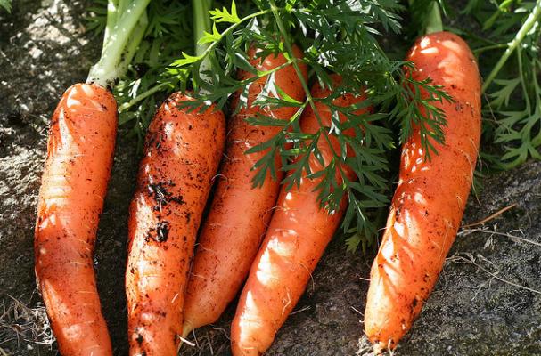Garden fresh carrots