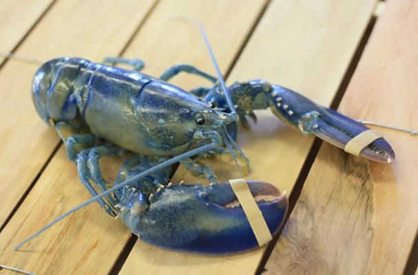 Will and Kate Blue Lobsters