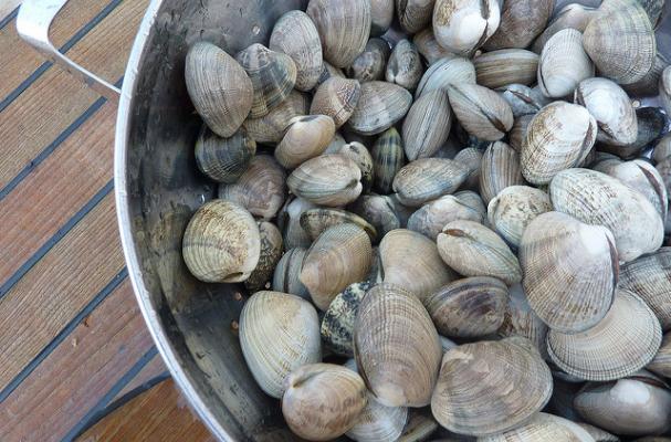 Puget Sound Clams