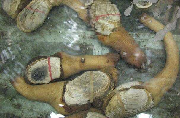 geoducks