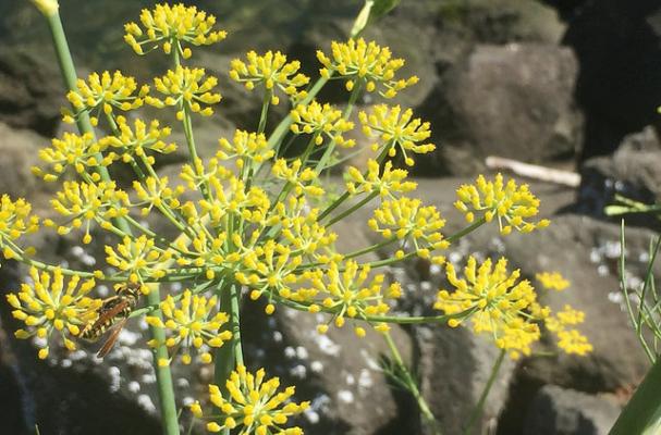 fennel flowers