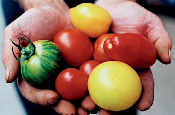 tomatoes