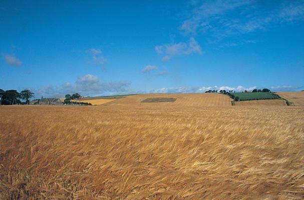 Barley fields