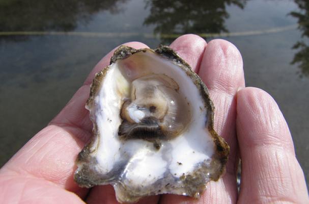 Sweetwater Shellfish Farm Oyster