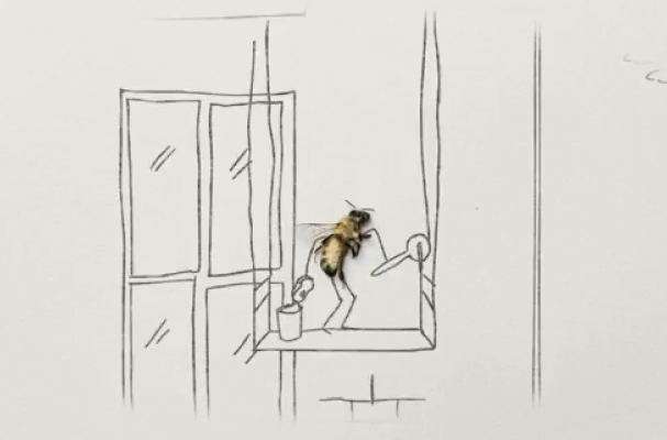 Capital Bee Ad Campaign