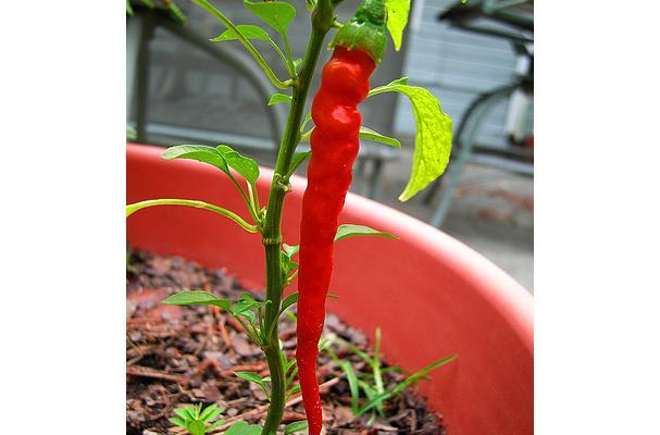 Hot peppers