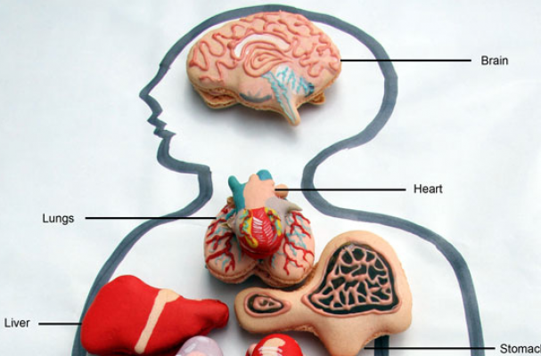 Anatomical Macarons and Cookies