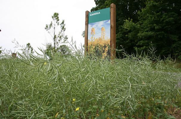 canola