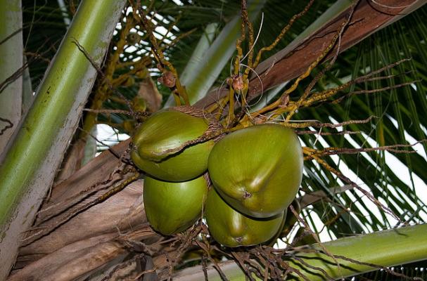 coconuts