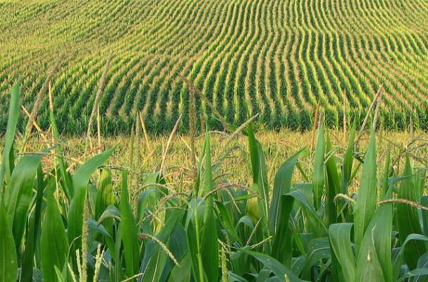 corn field