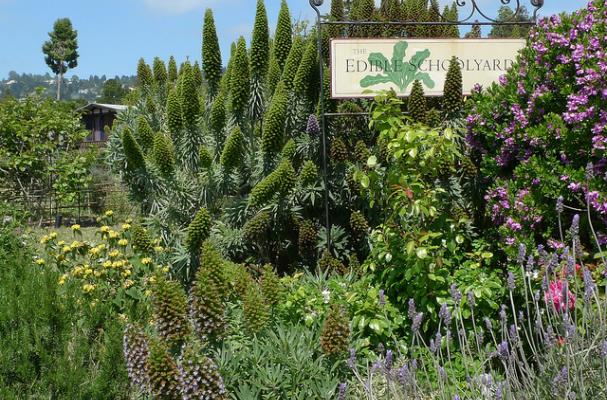 edible schoolyard