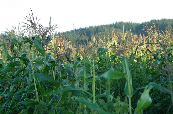 corn field