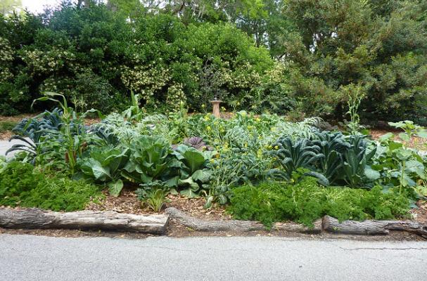 veggie garden