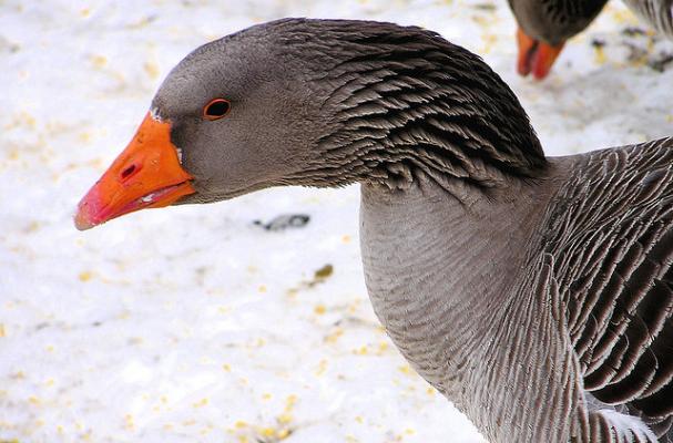 Goose Foie Gras