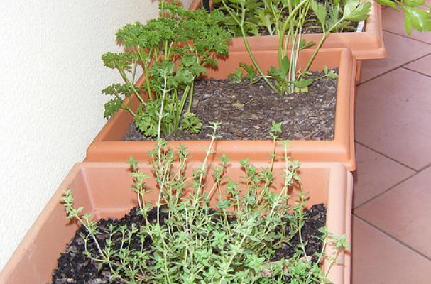 fresh herbs