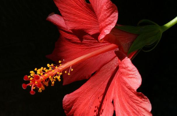 hibiscus