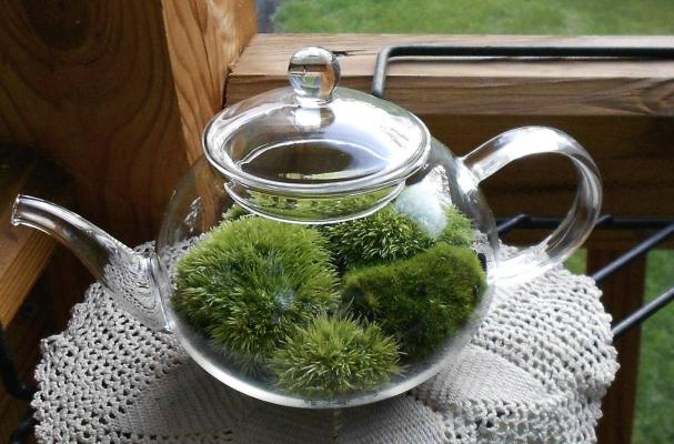 Teapot Terrarium