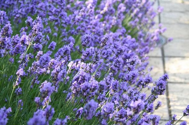 Lavender