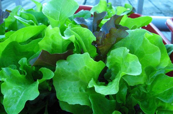 rooftop gardens lettuce