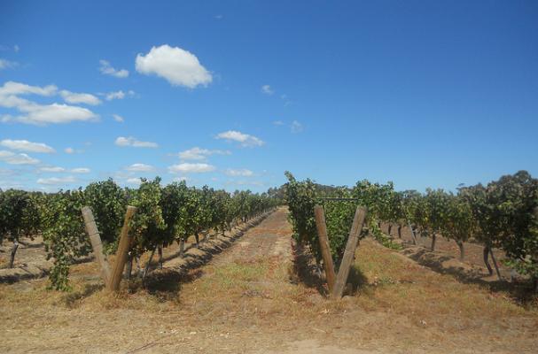 margaret river western australia vineyard
