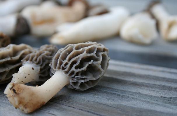 fresh morel mushrooms