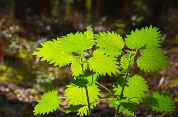 nettle