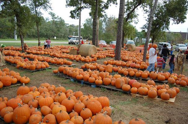 pumpkins