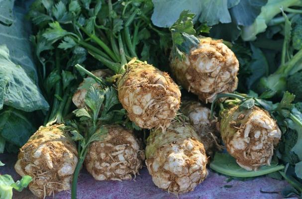 celery root puree