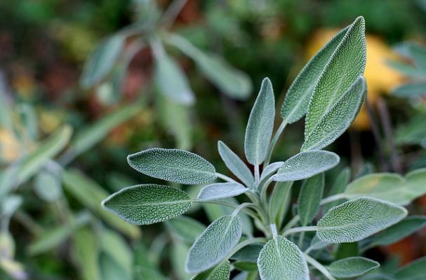 fresh herb sage