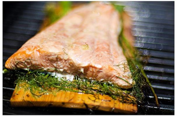 salmon
