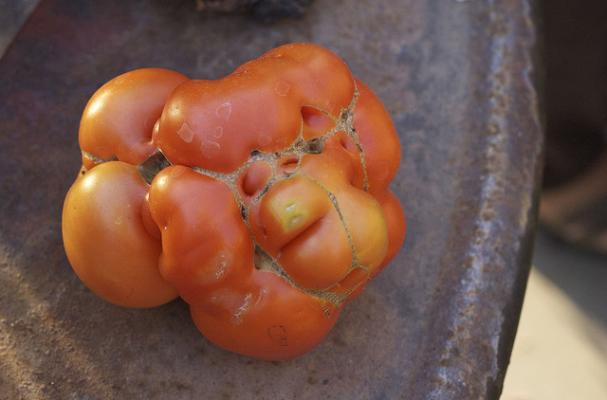 ugly tomatoes
