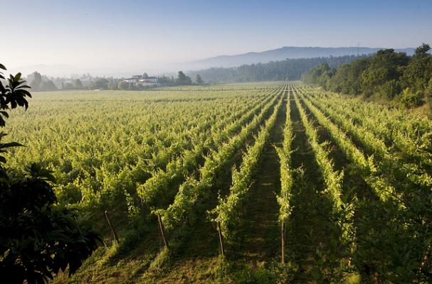 vinho verde portuguese white wine